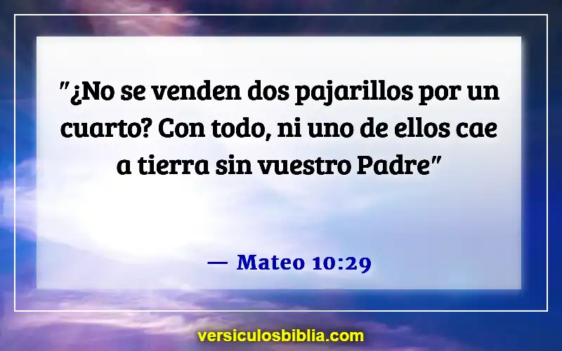 Versículos de la Biblia sobre las almas de los animales (Mateo 10:29)